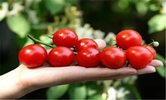 圣女果种植时间 圣女果的种植方法和技术要求-会东网