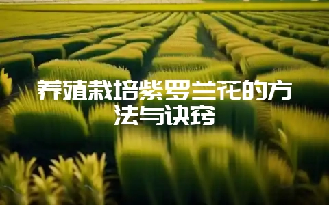 养殖栽培紫罗兰花的方法与诀窍-会东网