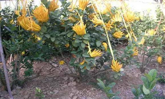 盆栽佛手的养护诀窍 盆栽佛手的种植方法-会东网