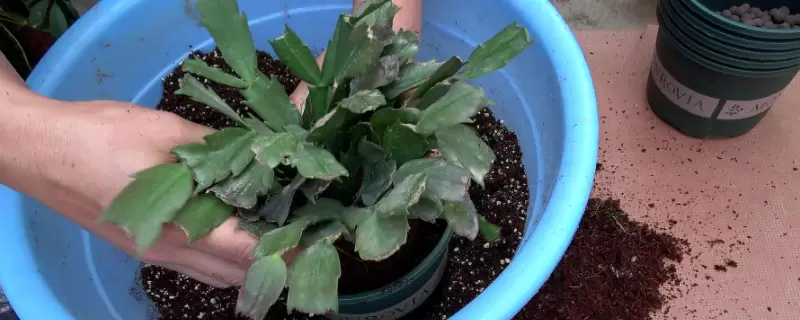 网上买的花回来如何换盆移栽-会东网