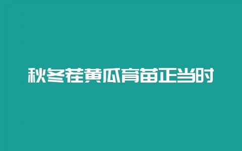 秋冬茬黄瓜育苗正当时-会东网