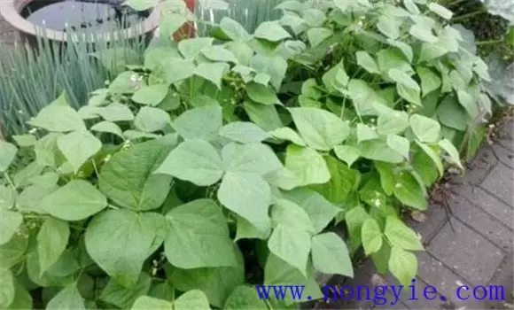 豇豆怎样进行植株调整？豇豆植株调整技术-会东网