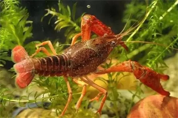 养龙虾用什么饲料最好 养殖龙虾需要注意什么？-会东网
