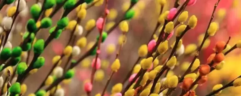 银柳有毒吗,能放在卧室里吗-会东网