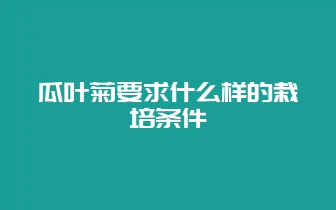 瓜叶菊要求什么样的栽培条件-会东网