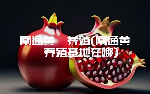 南通黄鳝养殖(南通黄鳝养殖基地在哪)-会东网