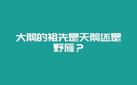 大鹅的祖先是天鹅还是野雁？-会东网