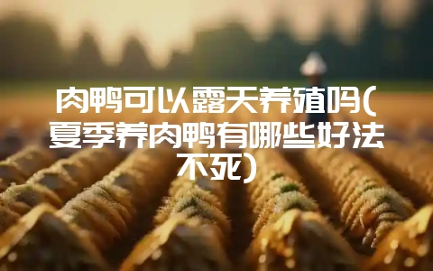 肉鸭可以露天养殖吗(夏季养肉鸭有哪些好法不死)-会东网