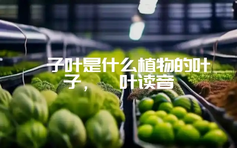 粽子叶是什么植物的叶子，箬叶读音-会东网