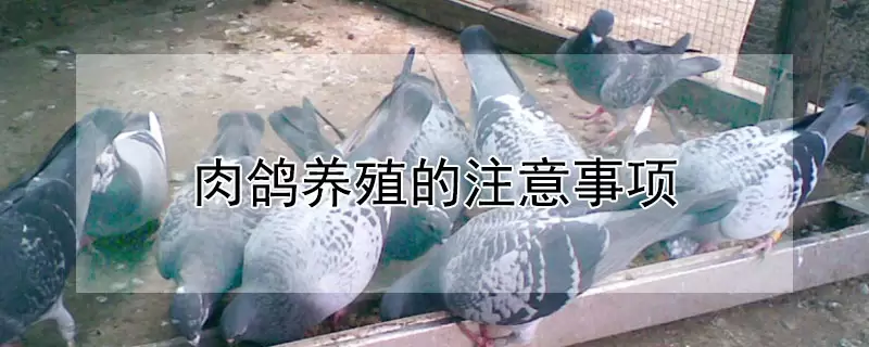 肉鸽养殖的注意事项-会东网