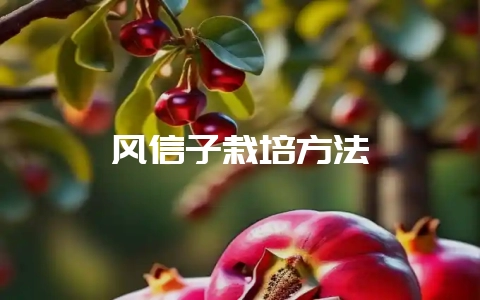 风信子栽培方法-会东网