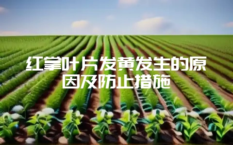 红掌叶片发黄发生的原因及防止措施-会东网