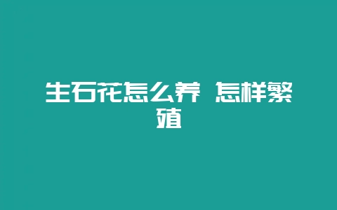生石花怎么养 怎样繁殖-会东网