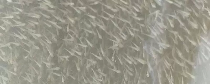 水花苗的养殖要点,养殖前用生石灰将池塘进行消毒杀虫-会东网