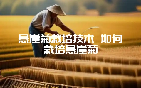 悬崖菊栽培技术 如何栽培悬崖菊-会东网