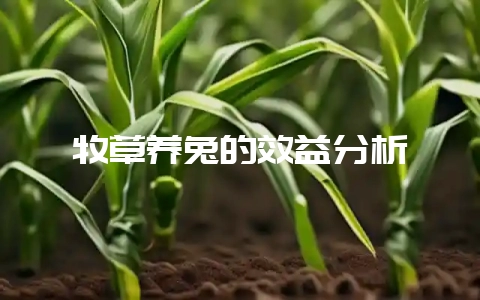 牧草养兔的效益分析-会东网