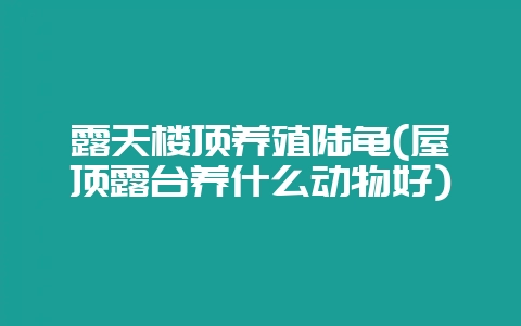 露天楼顶养殖陆龟(屋顶露台养什么动物好)-会东网