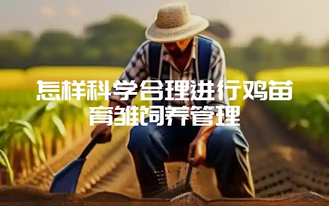 怎样科学合理进行鸡苗育雏饲养管理-会东网