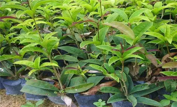 桂花如何种植 桂花栽培管理技术-会东网