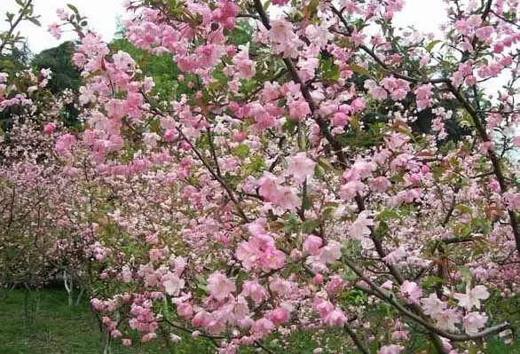 海棠花什么时候开花?-会东网