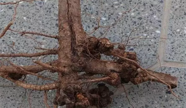 桃树根癌病典型症状有哪些,如何防治?-会东网