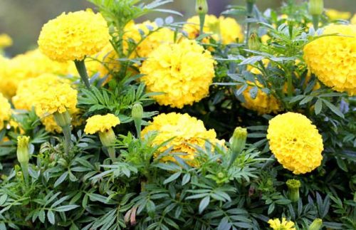 万寿菊的繁殖方法插图 万寿菊的繁殖方法插图