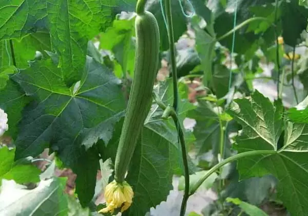 丝瓜高产种植技术-会东网