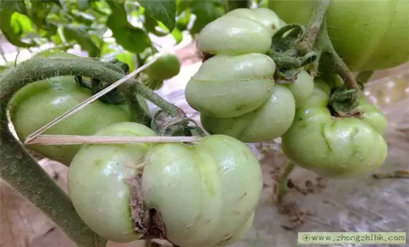 番茄裂果是什么原因造成的 番茄裂果是什么原因造成的