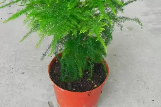 喜阴的植物 喜阴的植物