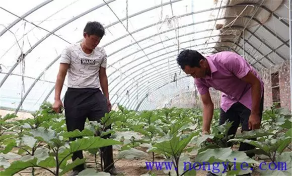 冬春大棚茄子种植高产管理技术 冬春大棚茄子种植高产管理技术