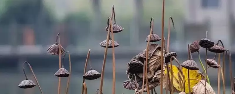 干莲蓬的寓意和象征 干莲蓬的寓意和象征