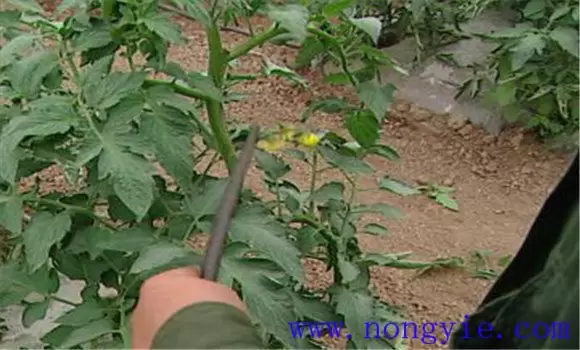 番茄落蔓方法 番茄落蔓方法