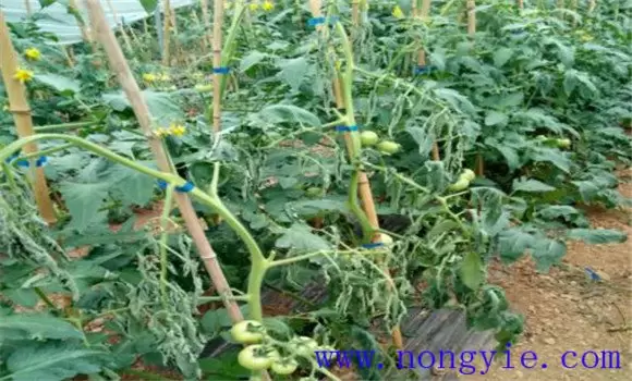 番茄的主要病害有哪些、怎样防治 番茄的主要病害有哪些、怎样防治