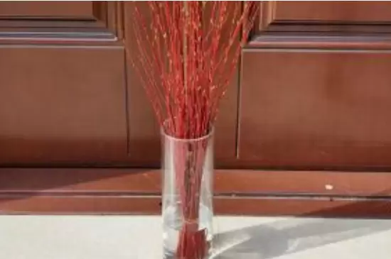 红柳怎么养是水养吗 红柳怎么养是水养吗