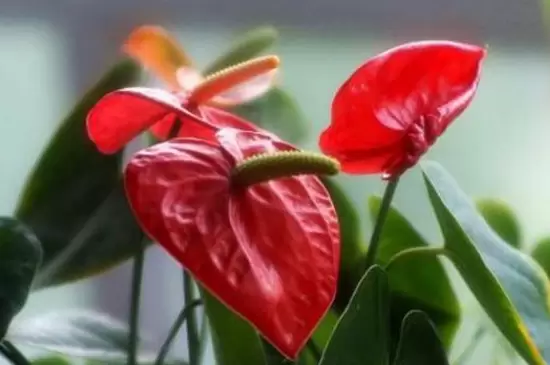 多年生草本植物是什么意思 多年生草本植物是什么意思