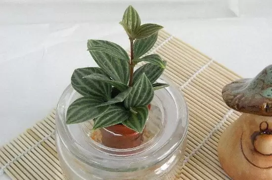 养花的水多久换一次水 养花的水多久换一次水