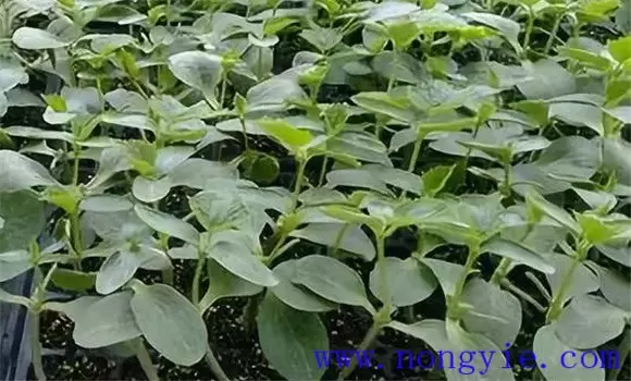 春季黄瓜什么时候播种,黄瓜苗期怎样培育壮苗 春季黄瓜什么时候播种,黄瓜苗期怎样培育壮苗
