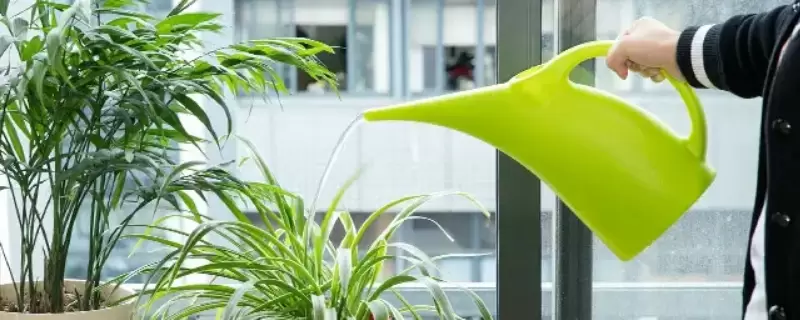 纯净水可以浇花吗 纯净水可以浇花吗