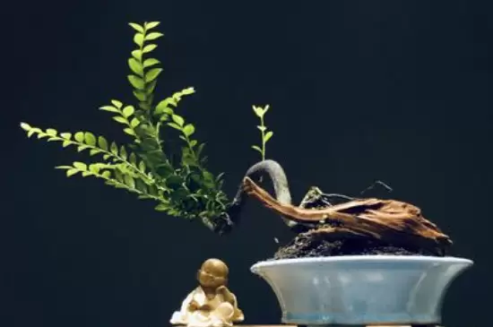 黑骨茶叶子全部干枯还能活吗 黑骨茶叶子全部干枯还能活吗