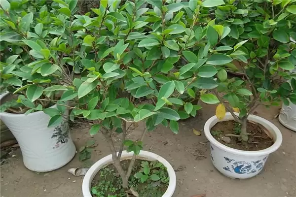 含笑盆栽种植技术及日常管理要求