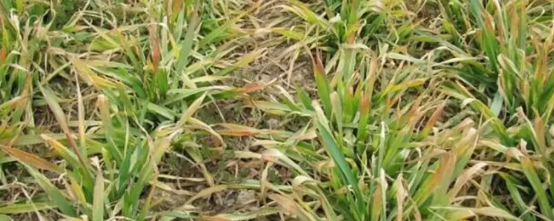 复合肥放多了几天会烧苗 复合肥放多了几天会烧苗