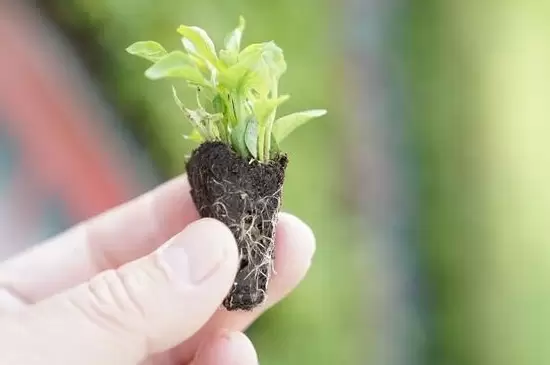 多菌灵用后多久再浇生根粉 多菌灵用后多久再浇生根粉