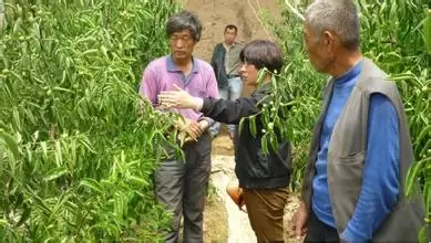 冬枣树施肥的最佳时间 冬枣树施肥的最佳时间