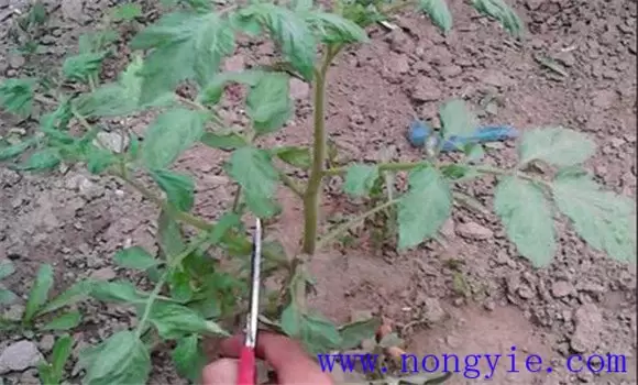 番茄扦插快繁技术要点 番茄扦插快繁技术要点