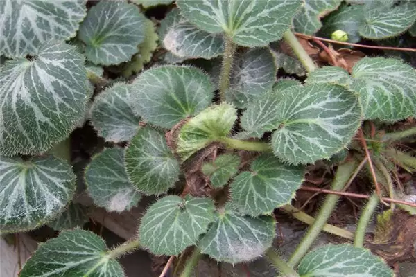 如何盆栽虎耳草,虎耳草盆栽关键技术解密 如何盆栽虎耳草,虎耳草盆栽关键技术解密