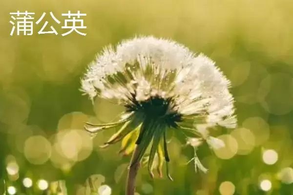 农村适合种什么野菜,看准市场再选择 农村适合种什么野菜,看准市场再选择