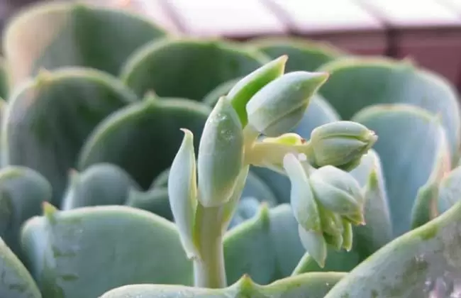 观音莲开花吗? 观音莲开花吗?