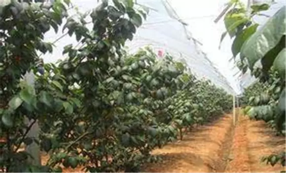 夏季大棚樱桃管理技术的四个注意事项 夏季大棚樱桃管理技术的四个注意事项