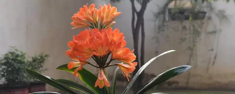 如何养君子兰的小窍门,君子兰的浇水秘诀在于掌握好方法 如何养君子兰的小窍门,君子兰的浇水秘诀在于掌握好方法