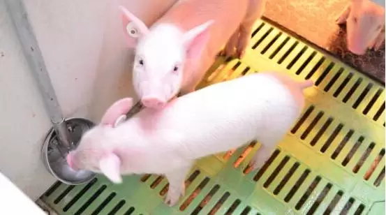 打好非洲猪瘟“狙击战”插图1 打好非洲猪瘟“狙击战”插图1